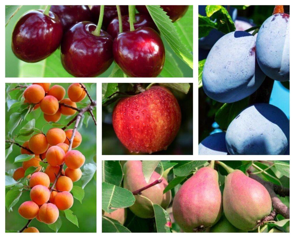 Hortinov-arbre-fruitier1