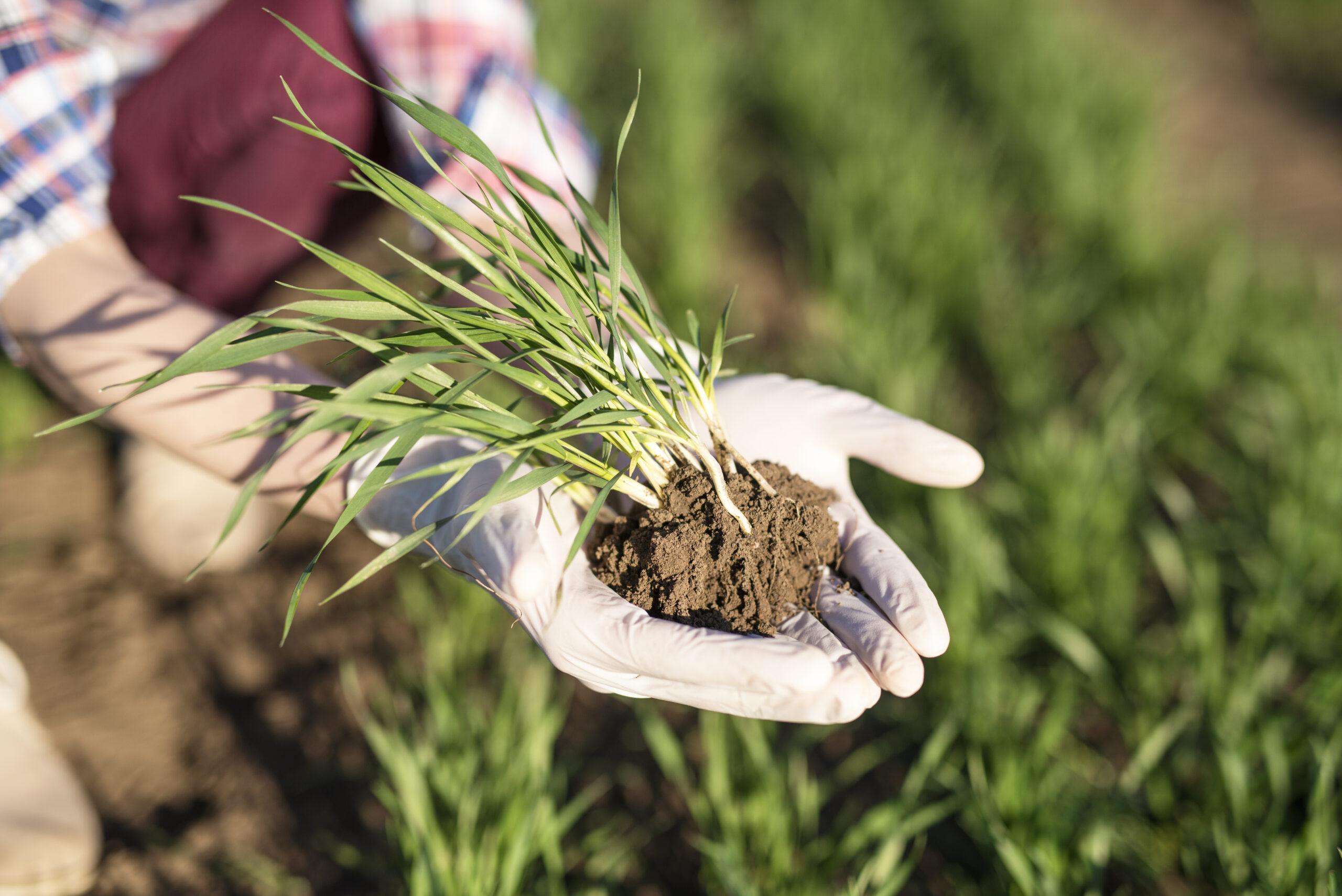 Hortinov Farmer holding crops in the field.
