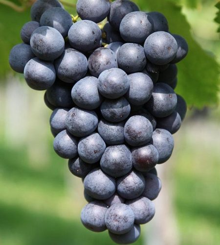 Hortinov grapes